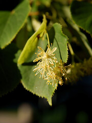 linden tree with flowers at summer