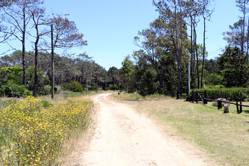 Fototapeta na wymiar Typical dirt road in the interior of Uruguay