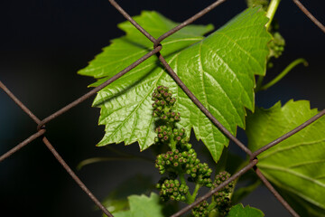 Young, green shoots on a grape Bush. Wine-making. Viticulture-vine flowers on a greenery background. Technology of wine production in Moldova.