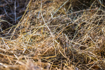 A close up cuted down dried weed and grass
