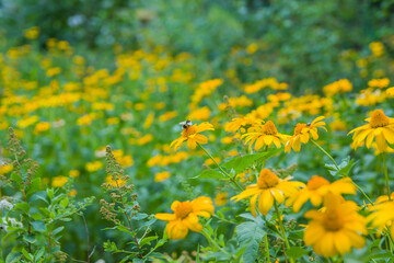 Yellow echinacea flowers in full bloom in the garden. Beautiful bumblebee on echinacea flower
