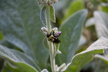 bee clinging to a flower bud