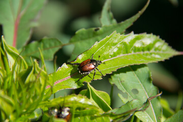 beetle on a green leaf