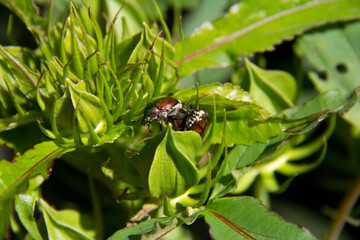 beetles on a green plant