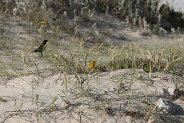Birds searching for food in the grass