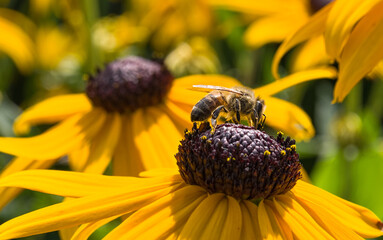 zbliżenie pszczoły na kwiatach, tapeta