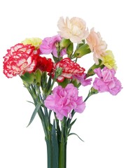 pretty multicolor flowers of carnations plant close up