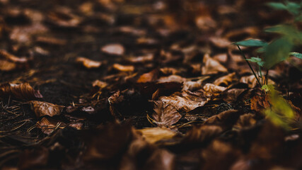 forest vibe