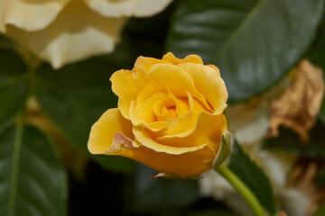 Summer. Roses blossomed in the garden of a country house.