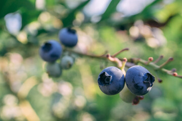 Some blueberries on a branch in the garden close up shot