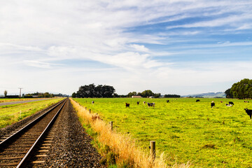 Cows grazing fresh green grass on a huge New Zealand farms.