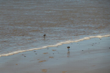 Birds searching for food at the tide line
