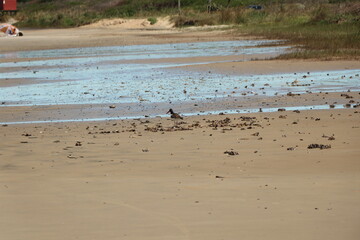 Bird searching for food at the tide line