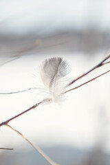 grey and white feather on branch