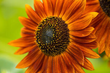 Obraz premium Sunflowers