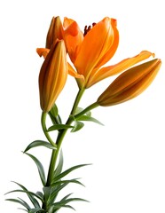 Fototapeta na wymiar pretty orange flowers of lily plant close up