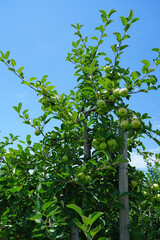 Fototapeta na wymiar Fresh green apples growing on trees at an apple orchard