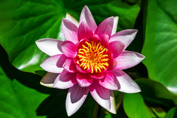 Water lily growing on an artificial water reservoir