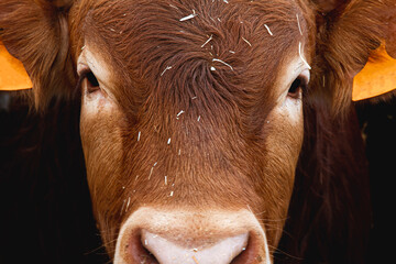 portrait of a red limousin bull 