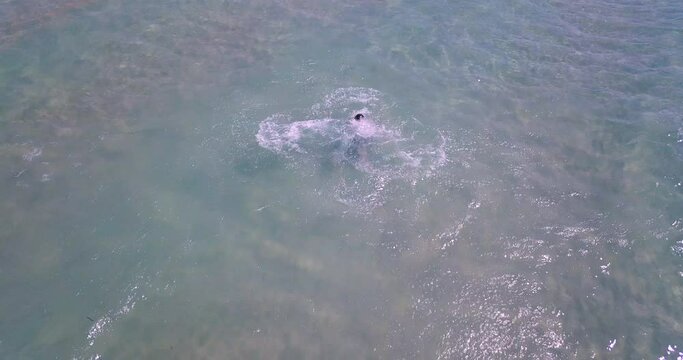 aerial drone shot of a guy enjoyng a swim and jumping in the sea. turquoise clear sea water