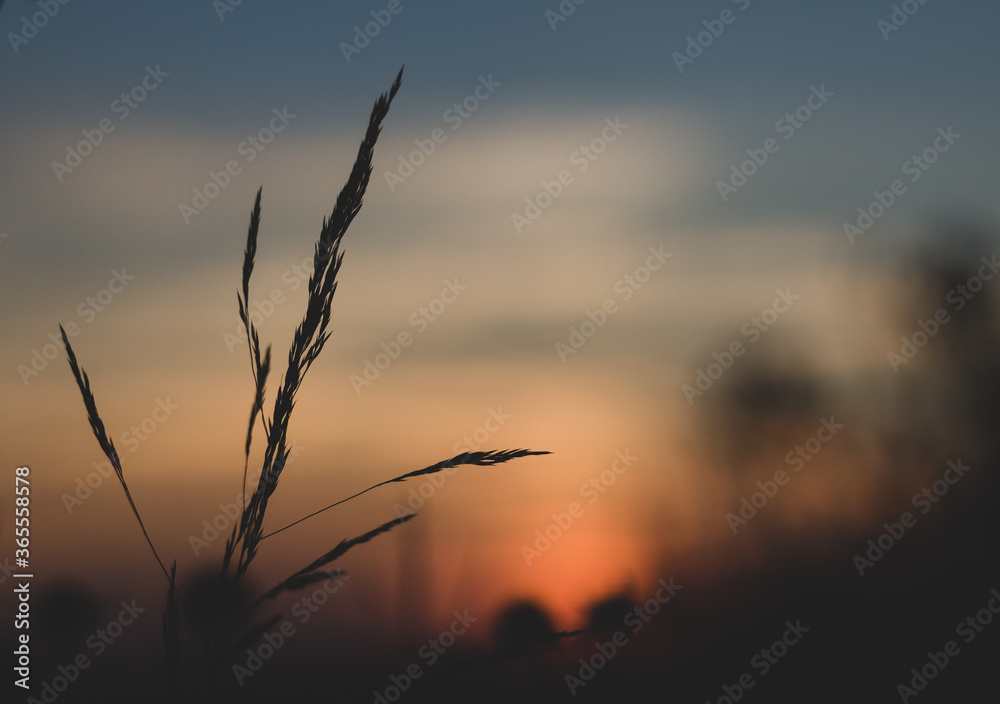 Wall mural  Sunset in the meadow - flowers - background