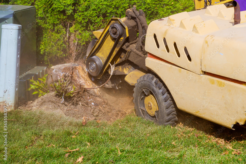 Wall mural Man cuts a fallen stump grinder in action in dangerous work.