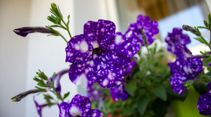 Bush of blue petunia flowers on a white background. Concept image.