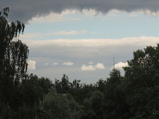 background of green willow leaves waving in the wind in the background is the sky.