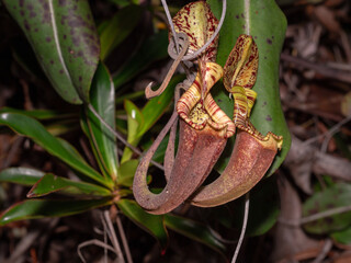 Pitcher plant (Nepenthes sp.) in Bako National Park, Borneo