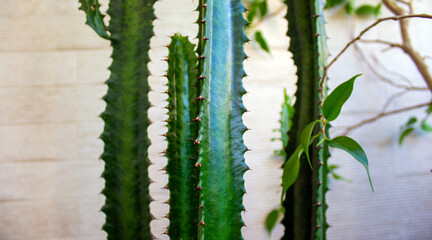 Green cactus on warm sunlight. Peaceful nature.