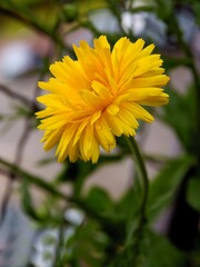 yellow flowers of calendula - marigold plant close up