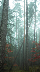 Fototapeta premium forest vibe