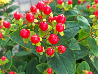 red berries on a bush