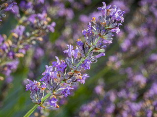 Obraz premium close up flower of lavender
