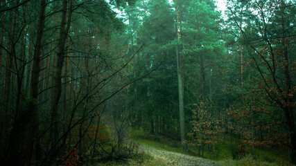 Obraz premium forest vibe