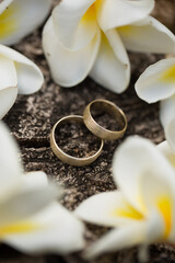 Wedding rings on the bark of a tree. Flowers plumeria.