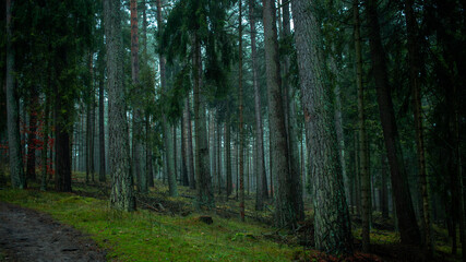 Fototapeta premium forest vibe