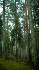 Obraz premium forest vibe