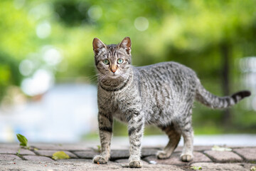Cute gray striped cat standing outdoors on summer street.