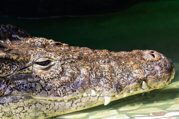 crocodile's head in green water close up
