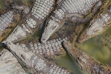 many crocodiles in green muddy water bask in the sun