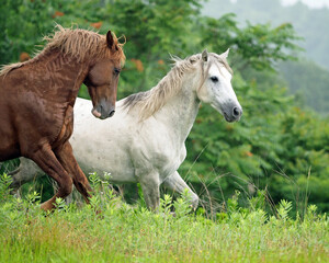 Obraz na płótnie Canvas Wild Horses Running