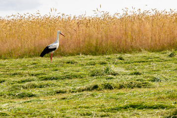 A stork on a freshly mowed meadow. A large bird in Central Europe.