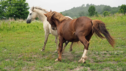 Fototapeta na wymiar Wild Horses in Kentucky -2