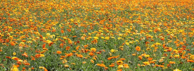 Beautiful field of marigold flowers