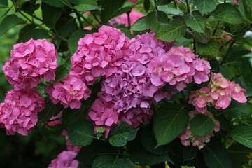 pink hydrangea flowers