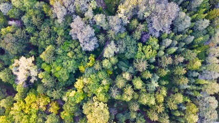 Naklejka premium Aerial view of colorful forest trees and secret garden 