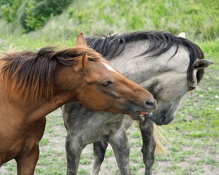 Wild Horses in Kentucky