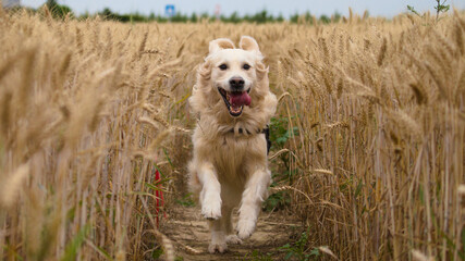 Beautiful golden retriever running trough a field playing hide and seek