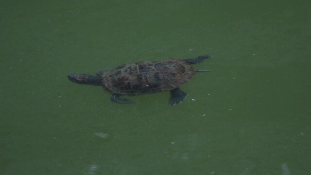 a small turtle swims in a pond